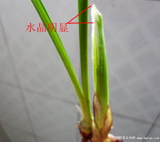 精品建蘭水晶頭 自然之韻與匠心之藝